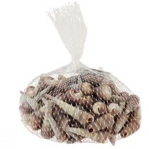 Itens Conchas de caracol, caracóis marinhos decorativos Turritella 4,5–5,5 cm 300g