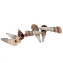 Conchas de caracol, caracóis marinhos decorativos Turritella 4,5–5,5 cm 300g