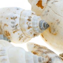 Itens Deco conchas de caracóis vazias em rede de caracóis do mar 400g