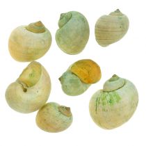Conchas Caracol Verde 1kg