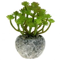 Planta Sedum sedum em um vaso de 15cm
