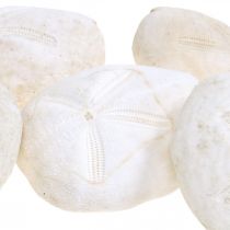 Ouriço do mar branco, decoração marítima natural 4cm-6cm 25p