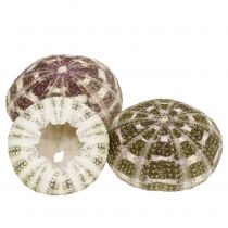 Mistura de ouriço-do-mar verde-roxo 9pcs