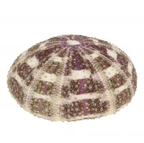 Mistura de ouriço-do-mar verde-roxo 9pcs