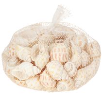 Itens Caracóis marinhos conchas naturais de caracóis marítimos 2–4 cm 300 g