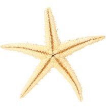 Itens Estrela do mar decoração natural cores naturais marítimas Ø6,5–8cm 100 pcs