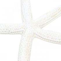Decoração estrela do mar branca, itens naturais, decoração marítima 10-12cm 14p