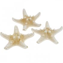 Decoração de mesa Starfish Nature Maritime 5-8cm Real Starfish 20pcs
