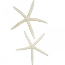 Decoração estrela do mar branca, decoração do mar 15-17cm 10p