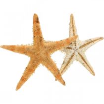 Decoração de dispersão de estrela do mar decoração de casa mini estrela do mar natureza 2-4 cm 50p