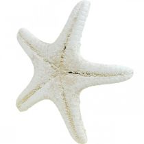 Itens Estrelas-do-mar brancas decorativas, estrelas-do-mar secas para artesanato, 7-11 cm, 15 unidades