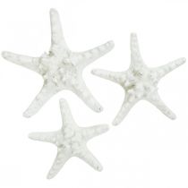 Starfish deco grande estrela do mar com botões brancos secos 15-18cm 10p