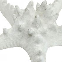 Itens Decoração de estrela do mar grande estrela do mar cravejada de branco seco 15-18 cm 10 peças