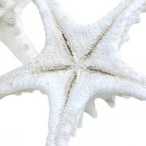 Itens Decoração de estrela do mar grande estrela do mar cravejada de branco seco 15-18 cm 10 peças