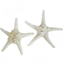 Estrela do mar Deco grande estrela do mar branca seca 19-26 cm 5 peças