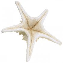 Itens Estrela do mar decorativa grande estrela do mar branca seca 19-26 cm 5 un