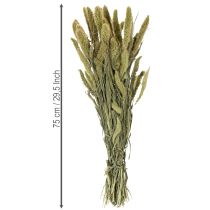 Itens Flores secas de painço (Setaria) para decoração rústica e elegante da casa, 75 cm, 220 g