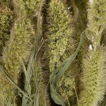 Itens Flores secas de painço (Setaria) para decoração rústica e elegante da casa, 75 cm, 220 g