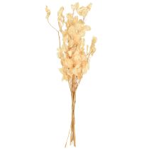Itens Lunaria Champagne de folha prateada seca 65-70cm 20g