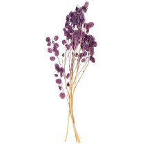 Itens Folha de prata seca Lunaria lua violeta roxo 65-70cm 20g