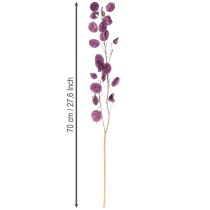 Itens Folha de prata seca Lunaria lua violeta roxo 65-70cm 20g