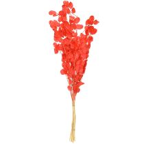 Itens Folha de prata seca Lunaria vermelha 65-70cm 20g