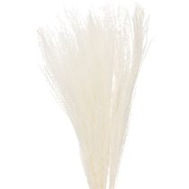 Itens Flores secas, capim prateado. Decoração natural elegante para casa e escritório. 70 cm, 10 peças.