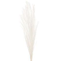 Itens Flores secas, capim prateado. Decoração natural elegante para casa e escritório. 70 cm, 10 peças.