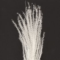 Itens Flores secas, capim prateado. Decoração natural elegante para casa e escritório. 70 cm, 10 peças.