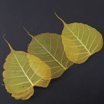 Itens Folhas de esqueleto, folhas de figueira-choupo, amarelas, 5-15 cm, 200 peças
