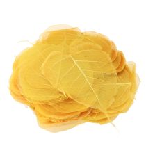 Itens Folhas de Bodhi esqueletizadas para decorações criativas