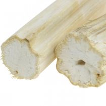 Talo de girassol branqueado 10cm 24pcs