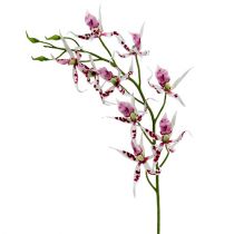 Orquídeas aranha Brassia rosa-branco 108 cm 3 unidades