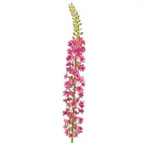 Itens Estepe vela deserto cauda rosa 106 cm