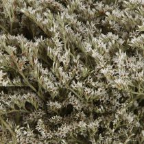 Itens Lavanda do mar Statice Tatarica flores secas naturais 2kg