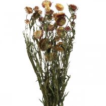 Flor de palha Amarelo, vermelho seco Helichrysum flor seca 50cm 60g