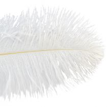 Itens Penas de avestruz decoração exótica penas brancas 32-35cm 4 unidades