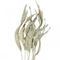 Folhas de Strelitzia secas verdes foscas 45-80 cm 10 unidades