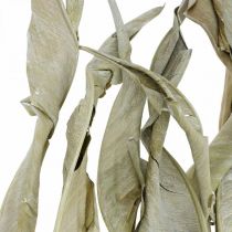 Folhas de Strelitzia secas verdes geadas 45-80cm 10pcs