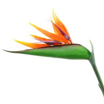 Itens Strelitzia Bird of Paradise 95 cm