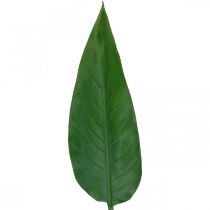Folha decorativa de flor de papagaio Strelitzia Folha de Strelitzia Verde L81cm