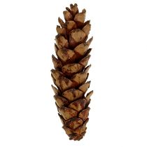 Itens Strobus cone 10-15cm lacado 100p