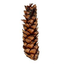 Itens Cones Strobus 15 - 20cm pintados 100 peças