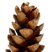Itens Cones Strobus 20 - 25cm pintados 50 peças