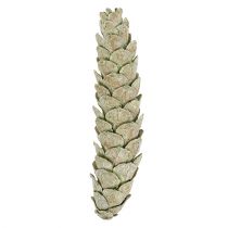 Itens Cones Strobus decoração maçã verde branco lavado 15-20cm 50 peças