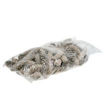 Itens Cones Strobus 15cm - 20cm caiados de branco 50 un