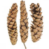 Pinecones White Pine Strobus Nature Mixed 2,5kg