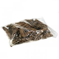 Itens Pinhas Pinho branco Strobus Natural Misto 2,5kg