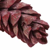 Strobus cone decoração natural vermelho 15cm - 20cm 50p