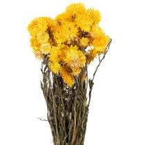 Itens Ramo de flores secas de helichrysum amarelo (Helichrysum), 100g